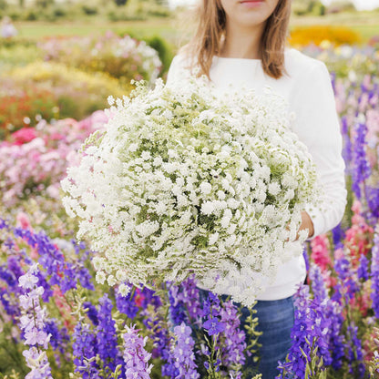 A person holding a bouquet of bishop flower in a natural setting