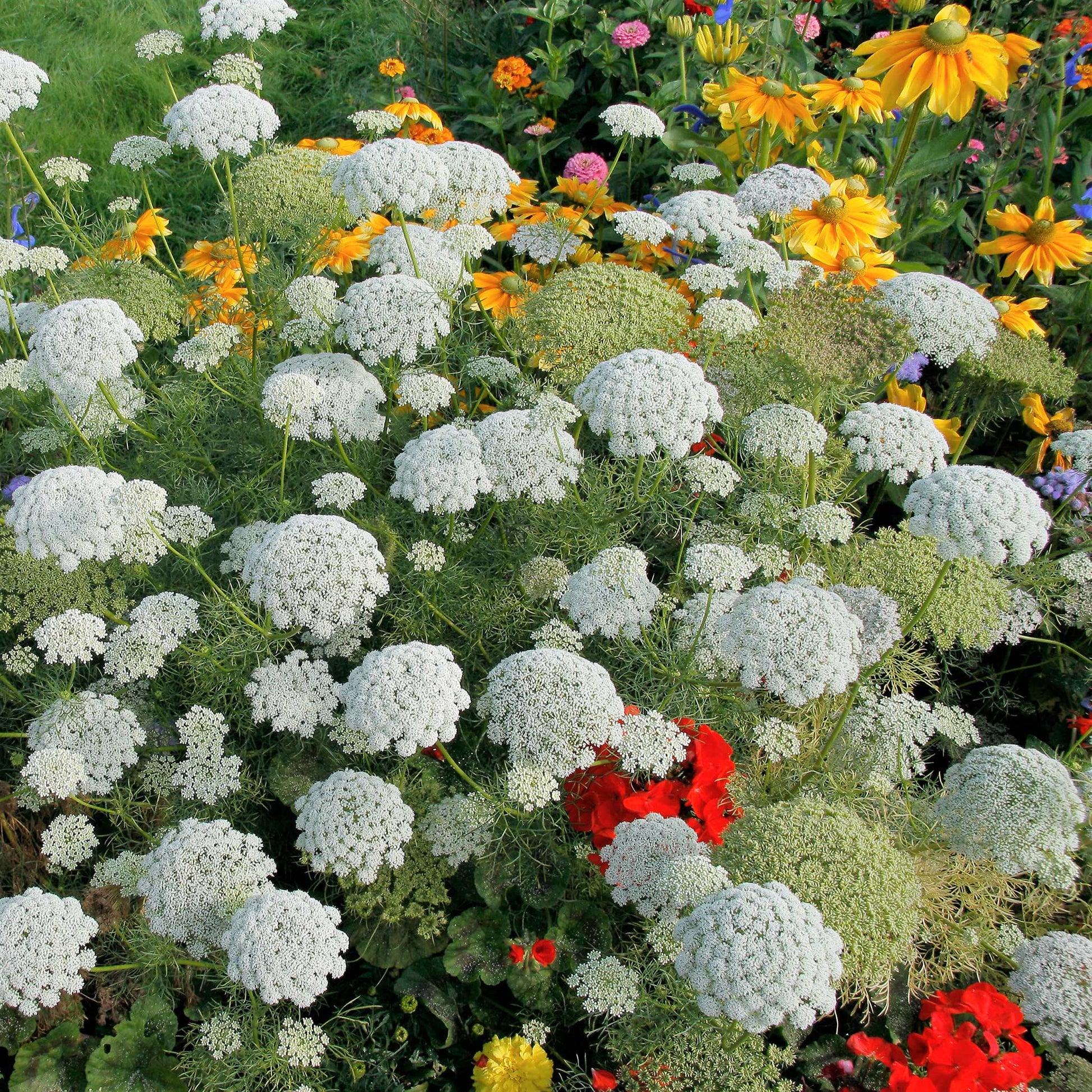 A cluster of dense, lacy bishop flower heads on sturdy stems.