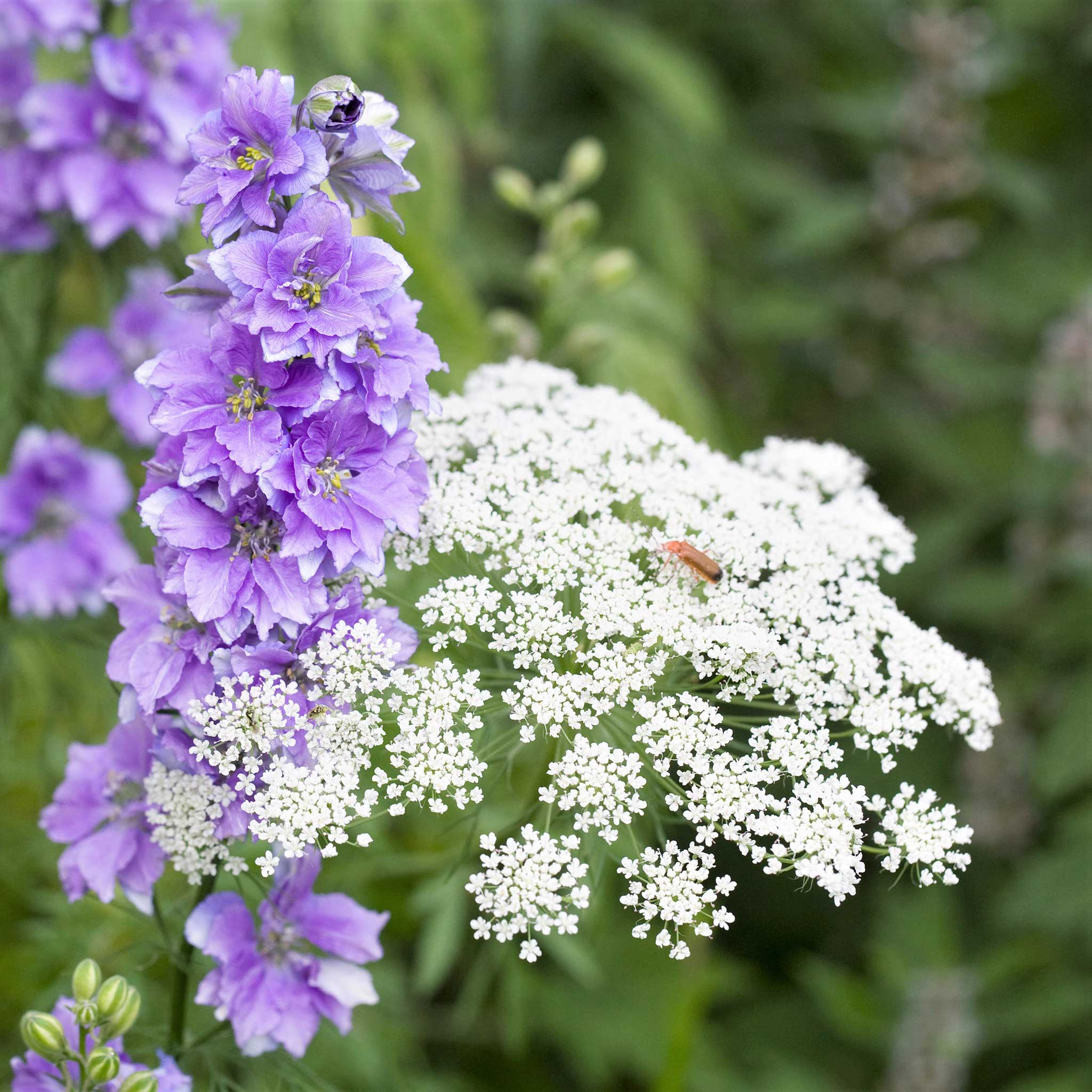 Little Seed Store 1000+ Queen Anne's Lace (Ammi Majus) Flower Seeds - Wildflower, Easy Grow