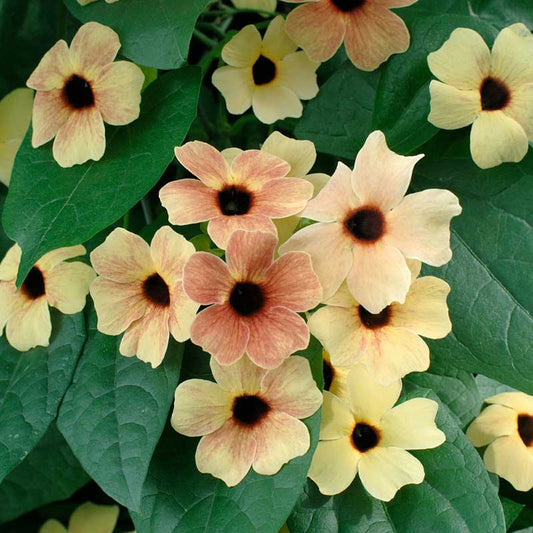 black eyed susan african sunset mix | copyright: Floramedia UK Ltd