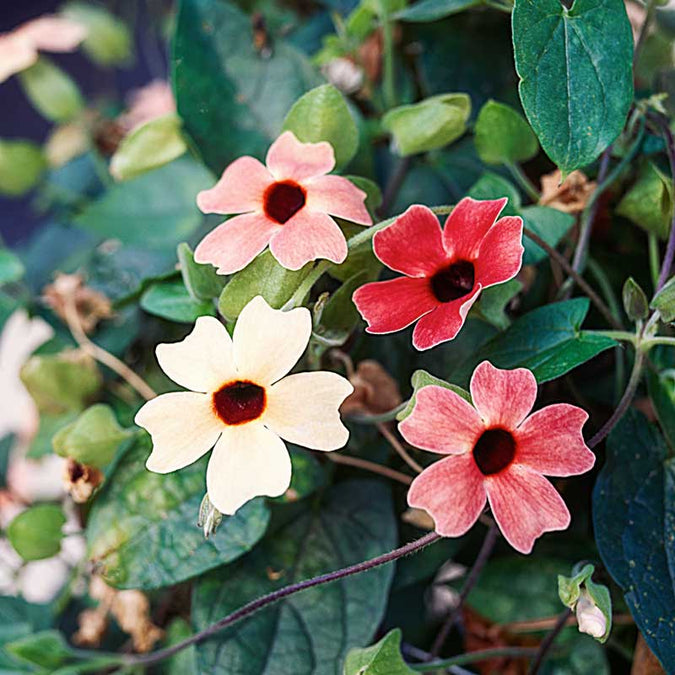 black eyed susan african sunset mix | copyright: Floramedia UK Ltd
