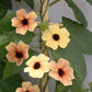black eyed susan african sunset mix