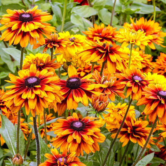 black eyed susan cappuccino