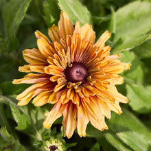 Close-up of a vibrant black eyed susan caramel flower with a green background