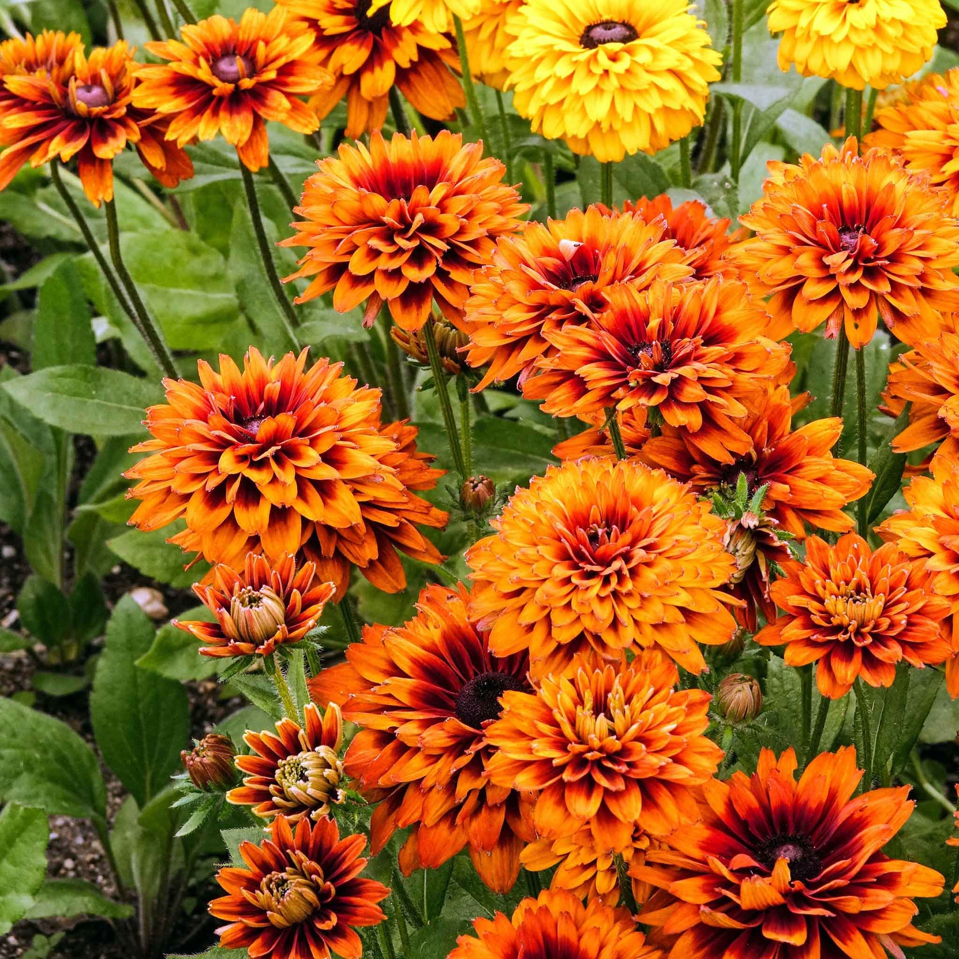 A close-up of a black-eyed susan cherokee sunset flowers with bright yellow petals.