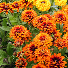 Close-up of a Black Eyed Susan "Cherokee Sunset" flower with rich red, orange, and yellow petals.