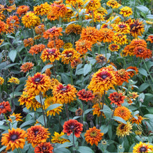 A close-up of a Black Eyed Susan "Cherokee Sunset" bloom with orange and yellow petals and a dark center.