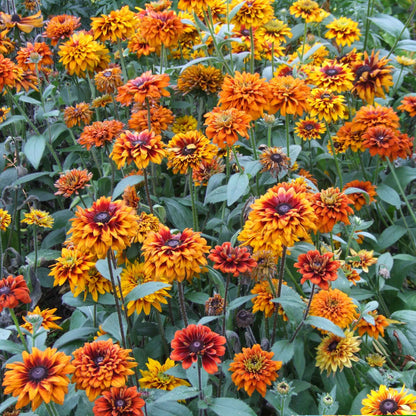 A close-up of a Black Eyed Susan "Cherokee Sunset" bloom with orange and yellow petals and a dark center.