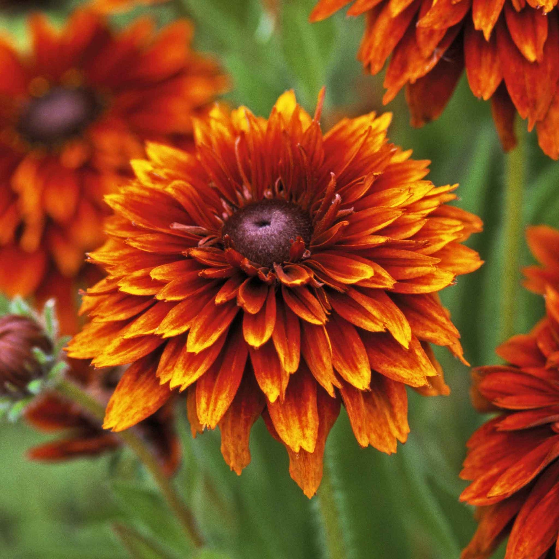A close-up of a black-eyed susan cherokee sunset flower with bright yellow petals.