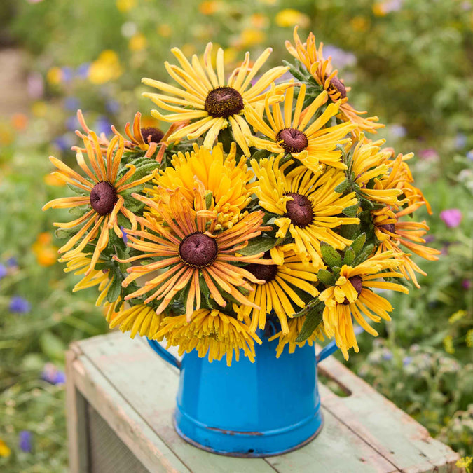 Bouquet of black eyed susan chim chiminee flowers in a blue container on a wooden surface with a garden background