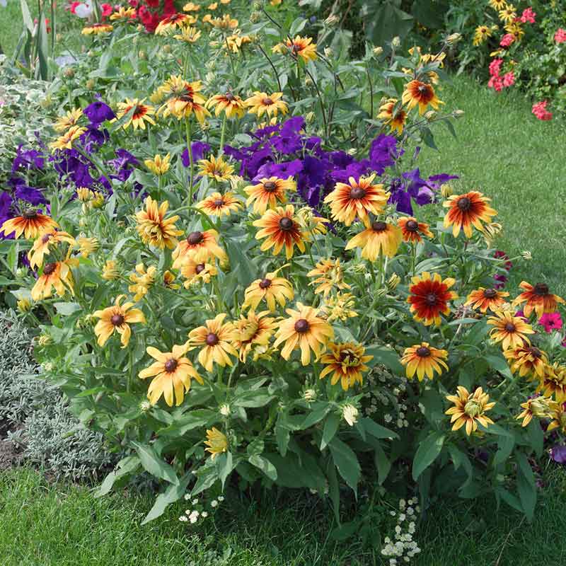 A close-up view of a vibrant Gloriosa Daisy bloom, showcasing its striking yellow petals. | copyright: Floramedia UK Ltd