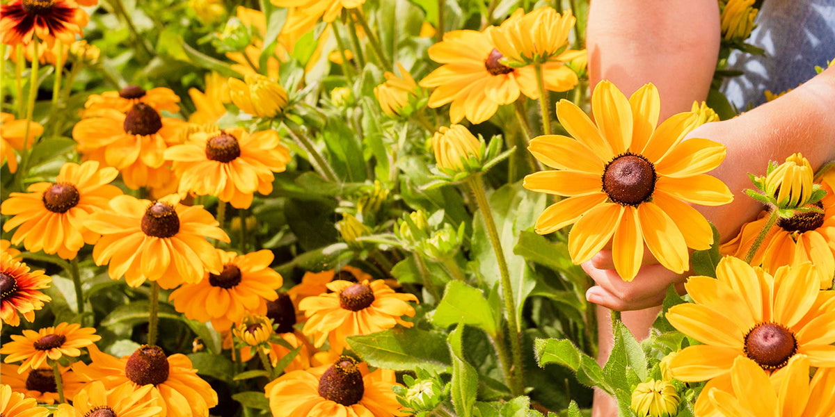 black eyed susan flowers being picked from the garden