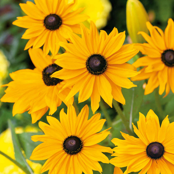 Black Eyed Susan Seeds - Marmalade | Flower Seeds in Packets