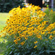 Black Eyed Susan Roots - Goldstrum