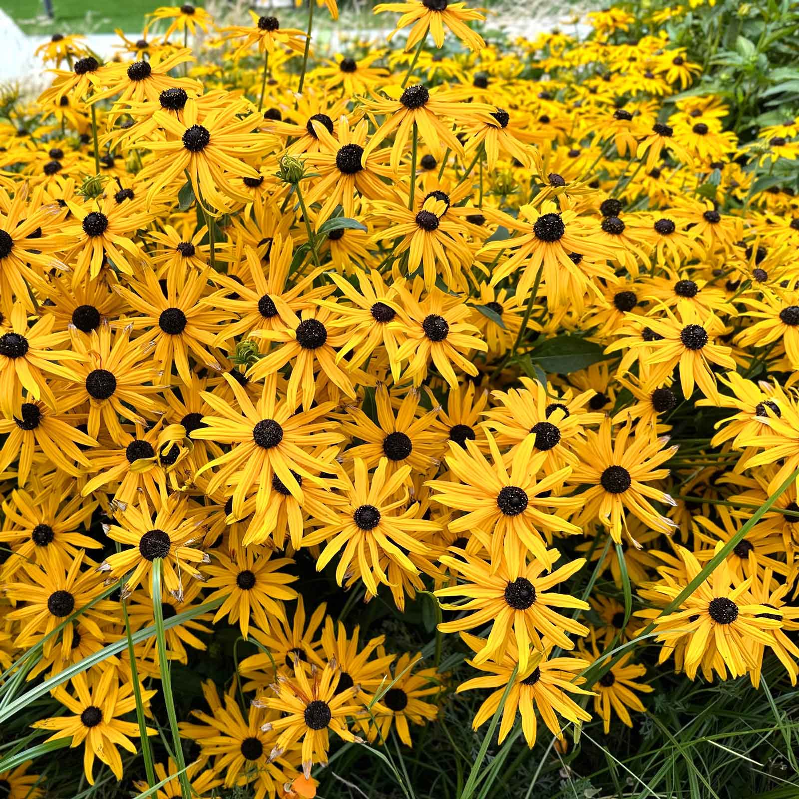 The Unexpected Gift Of Black Eyed Susans A Garden s Story Of Natural The Unexpected Gift Of Black Eyed Susans A Garden s Story Of Natural