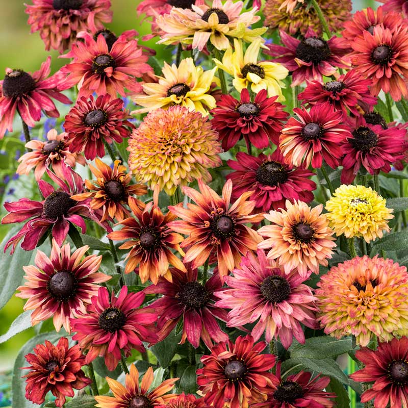 A variety of sahara black eyed susan flowers in bloom, featuring colors such as yellow, red, and purple. | copyright: Floramedia UK Ltd