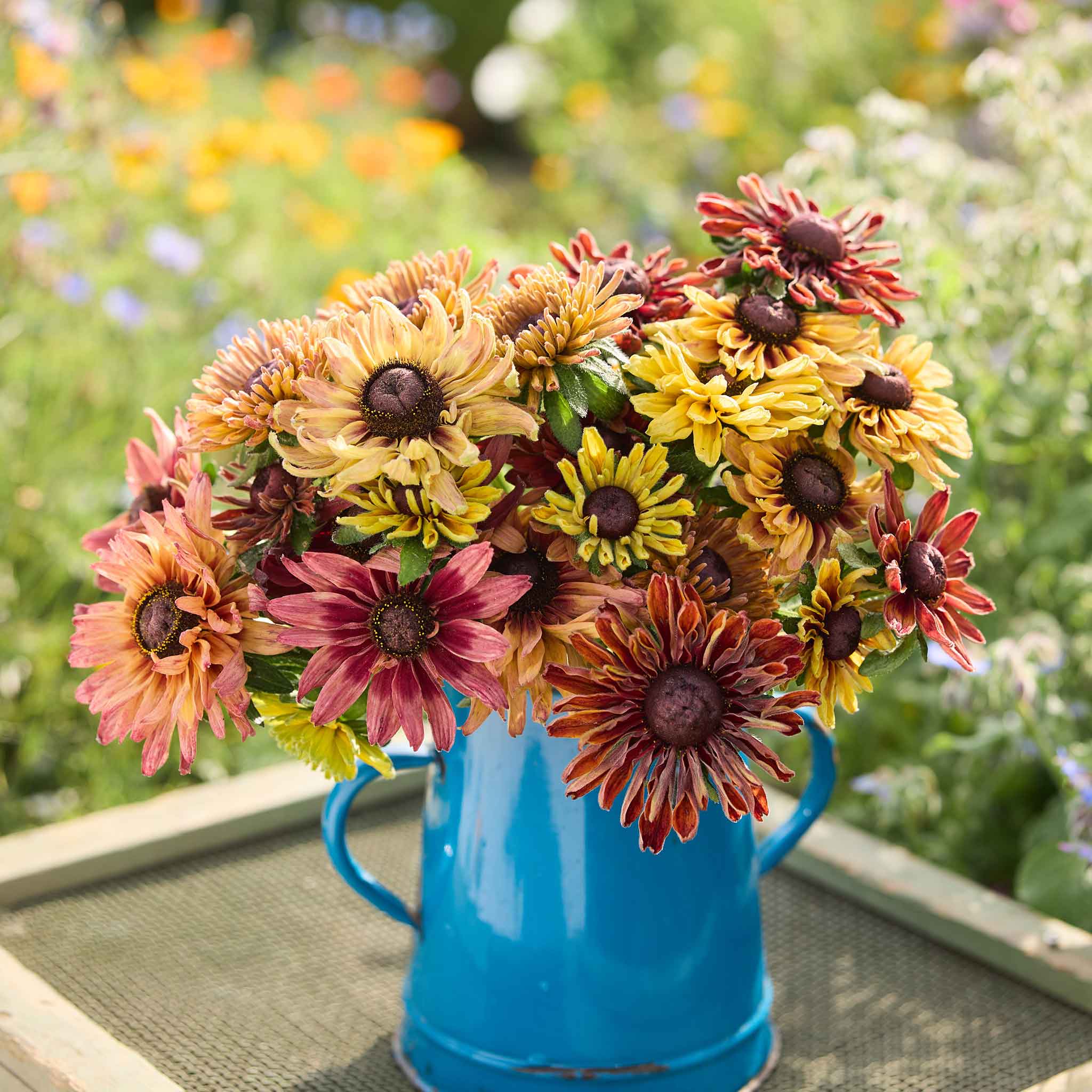 Colorful bouquet of Saraha black eyed susans in a blue vase with a garden background