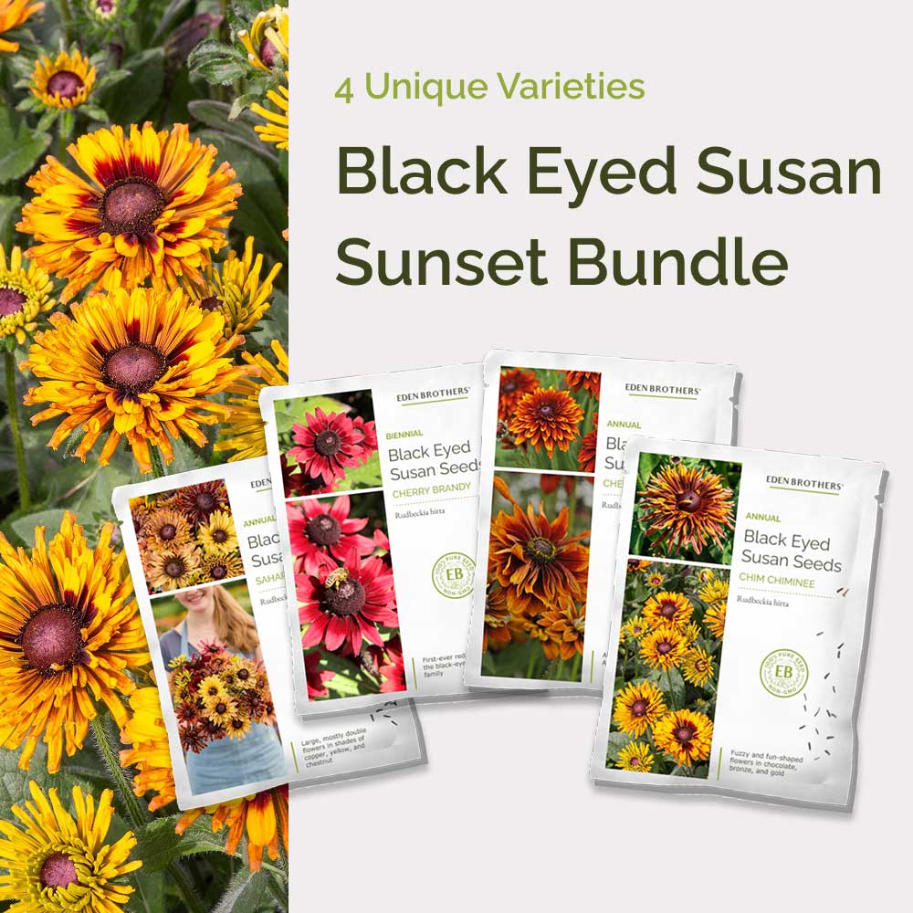 Graphic of black eyed susan sunset bundle pack displaying a product image and contents of the bundle.