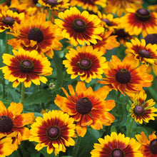A close-up of a Black Eyed Susan "Toto Rustic" flower with a dark center and golden-yellow petals.