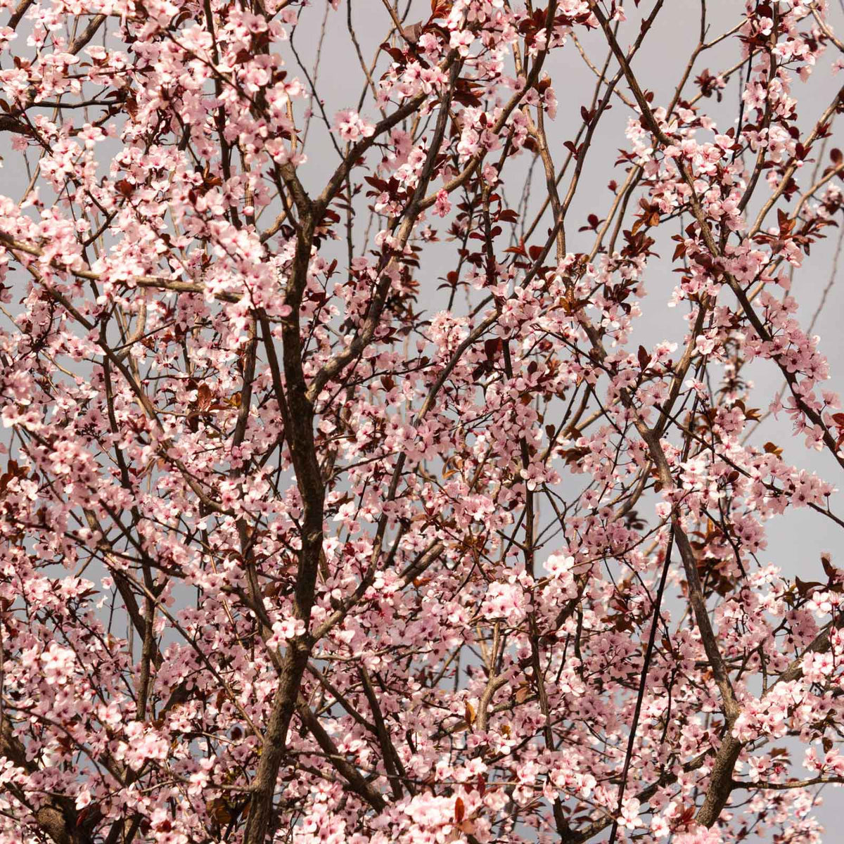 A flowering Black Tartarian Cherry Tree with dense white blossoms and dark branches, photographed outdoors against a clear blue sky with a dirt path and greenery at the base.