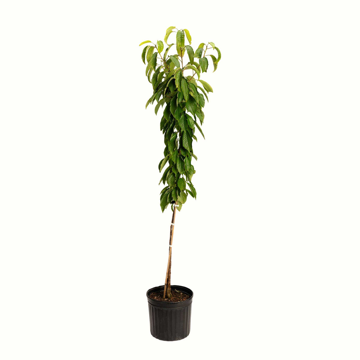 A potted young black tartarian cherry tree with green leaves and a bamboo stake, in a black plastic nursery pot, isolated on a white background.