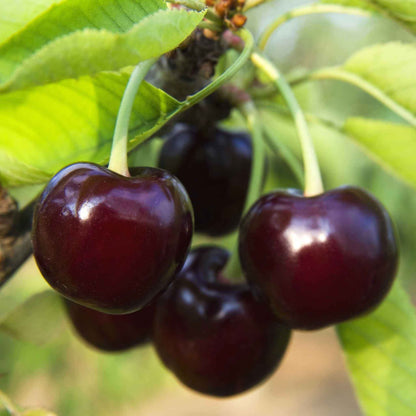 Several dark red cherries from the Black Tartarian Cherry Tree hanging from a tree branch with green leaves in a close-up outdoor shot.