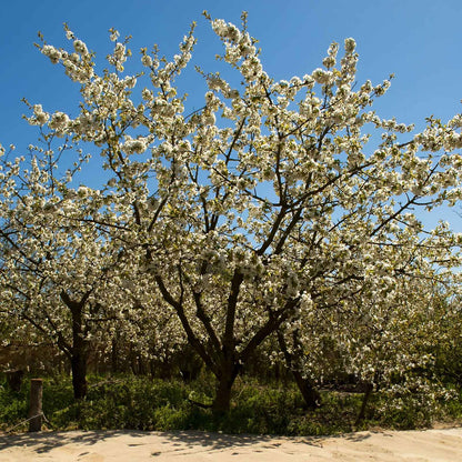 A flowering Black Tartarian Cherry Tree with dense white blossoms and dark branches, photographed outdoors against a clear blue sky with a dirt path and greenery at the base.