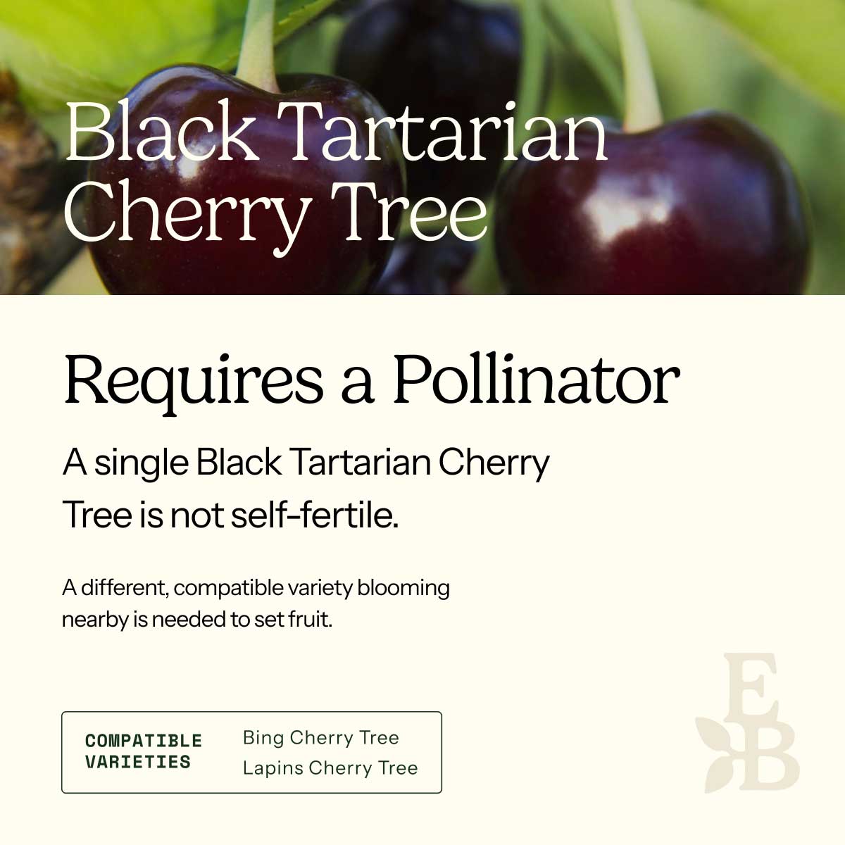 Informational graphic for a Black Tartarian Cherry Tree, featuring a top photo of cherries and text stating it is self-pollinating and produces a full crop on its own.