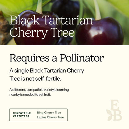Informational graphic for a Black Tartarian Cherry Tree, featuring a top photo of cherries and text stating it is self-pollinating and produces a full crop on its own.