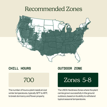 A USDA hardiness zone map of the United States with labeled patio and outdoor zones, showing a light teal map on a beige background with explanatory text blocks below.