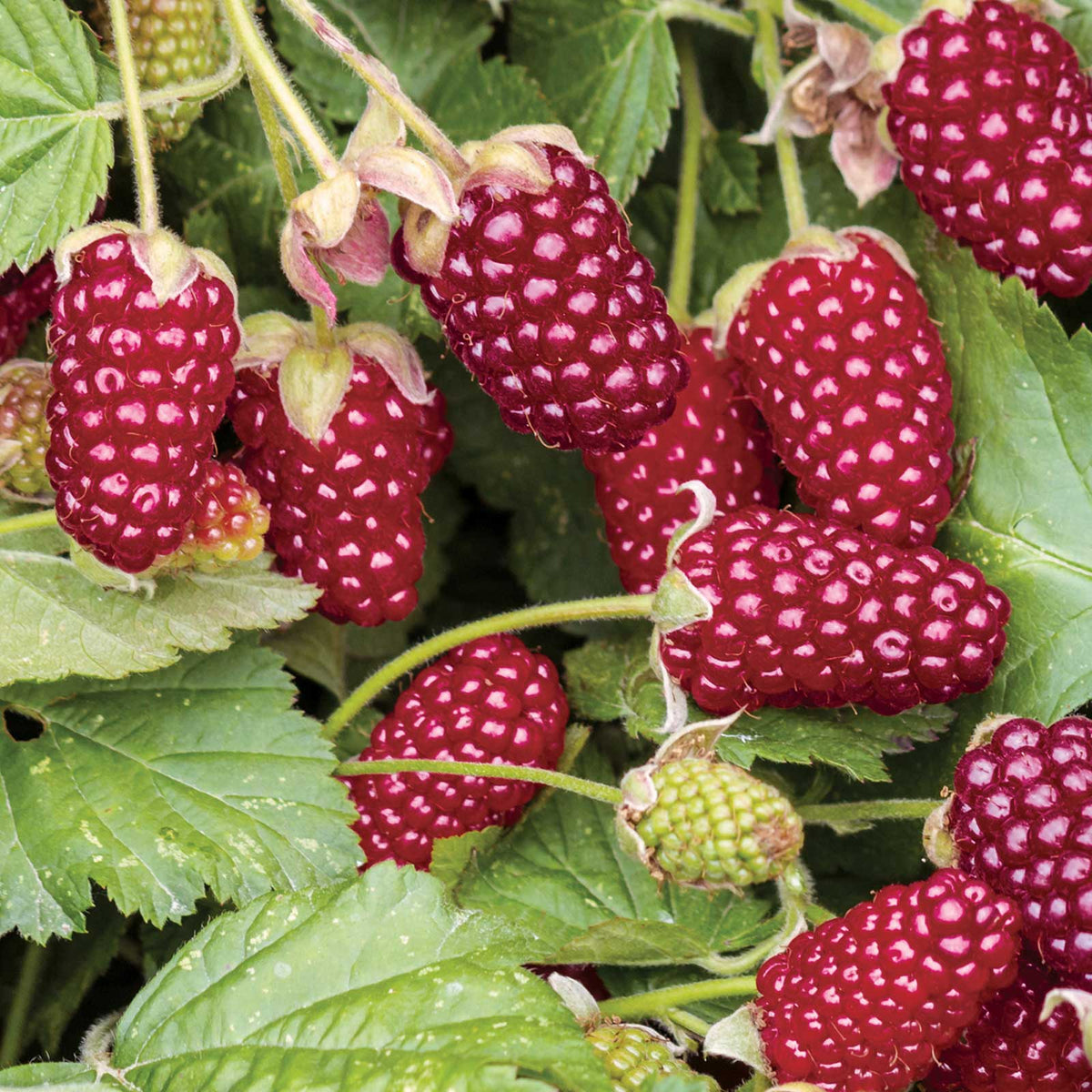 Raspberry loganberry berries growing on a plant in different stages of ripeness