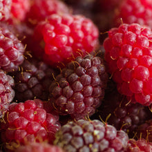 Raspberry loganberry berries growing on a plant in different stages of ripeness