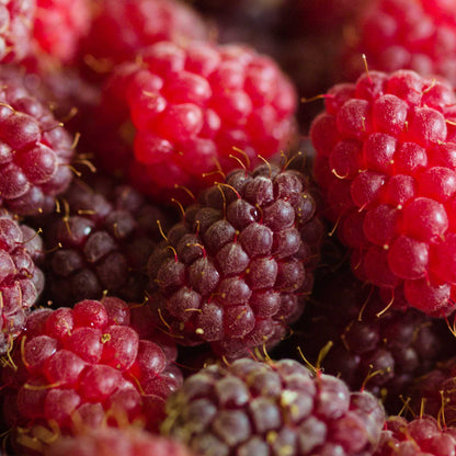 Raspberry loganberry berries growing on a plant in different stages of ripeness