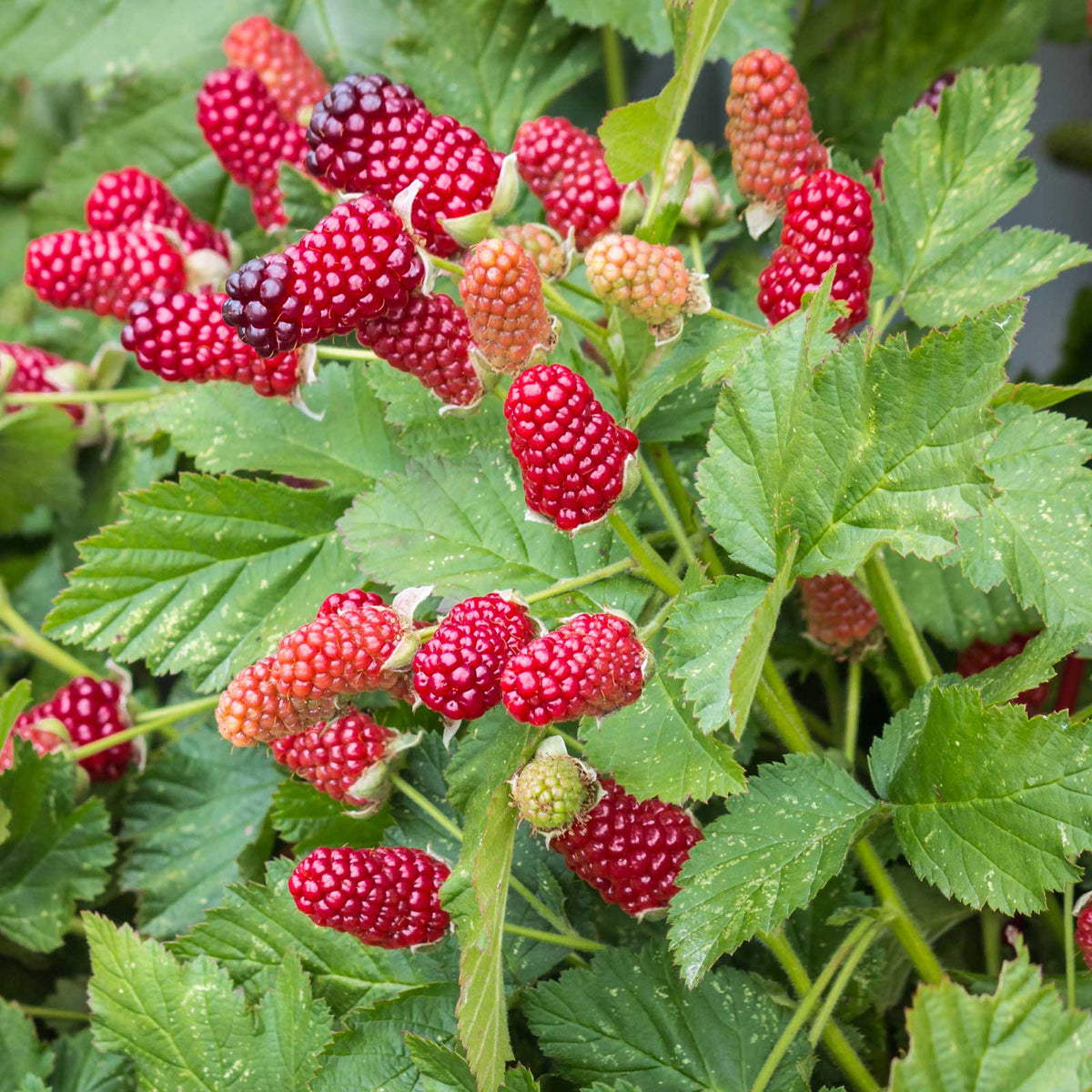 Raspberry loganberry berries growing on a plant in different stages of ripeness