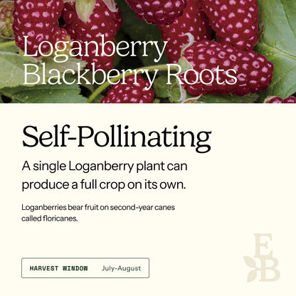 Graphic for loganberry roots explaining self pollination
