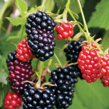 Blackberry arapaho berries growing on a plant in different stages of ripeness