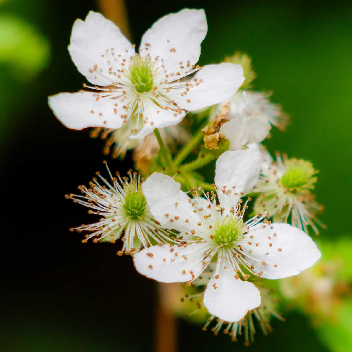Flowering petals of blackberry arapaho growing on a plant in a garden setting