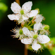 Flowering petals of blackberry arapaho growing on a plant in a garden setting