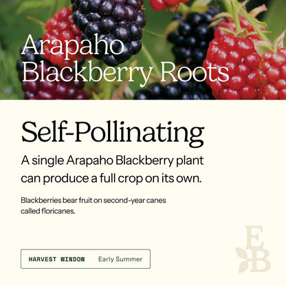 Graphic for blackberry roots explaining self pollination