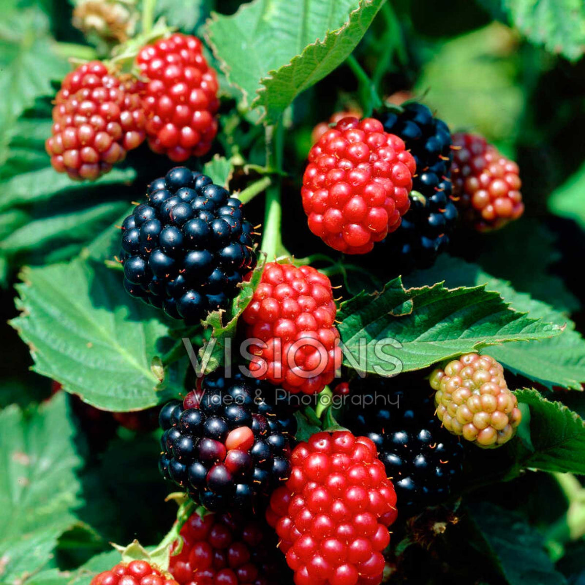 Blackberry arapaho berries growing on a plant in different stages of ripeness