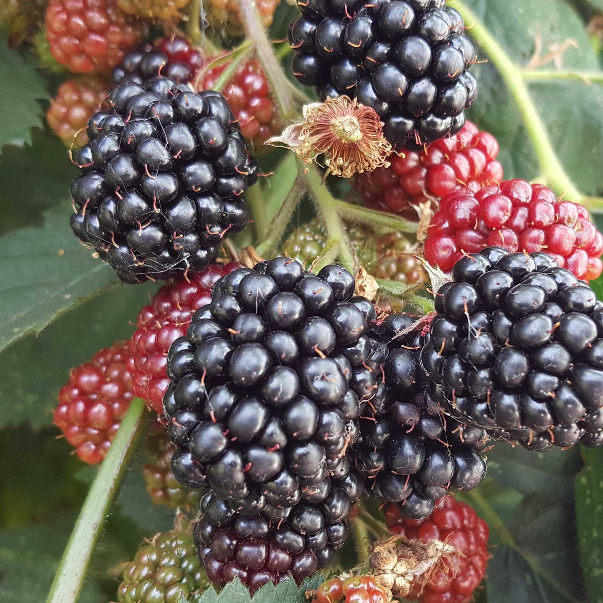 Blackberry chester berries growing on a plant in different stages of ripeness