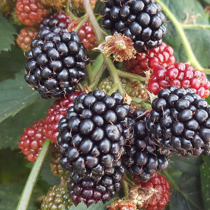Blackberry chester berries growing on a plant in different stages of ripeness