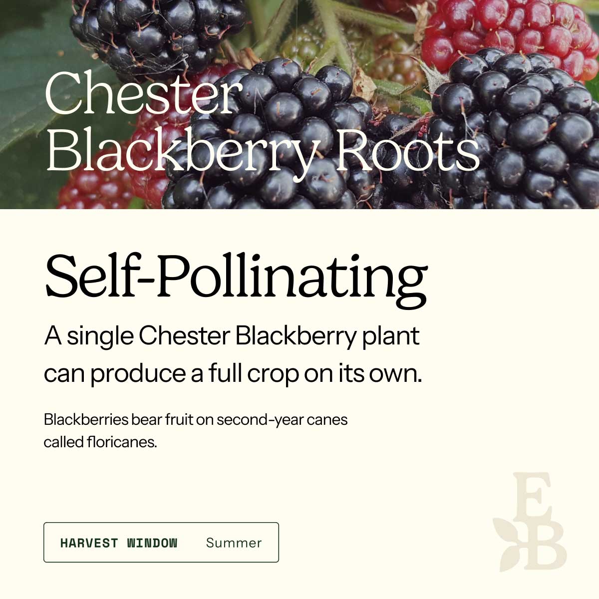 Graphic for blackberry roots explaining self pollination