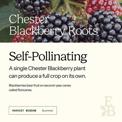 Graphic for blackberry roots explaining self pollination