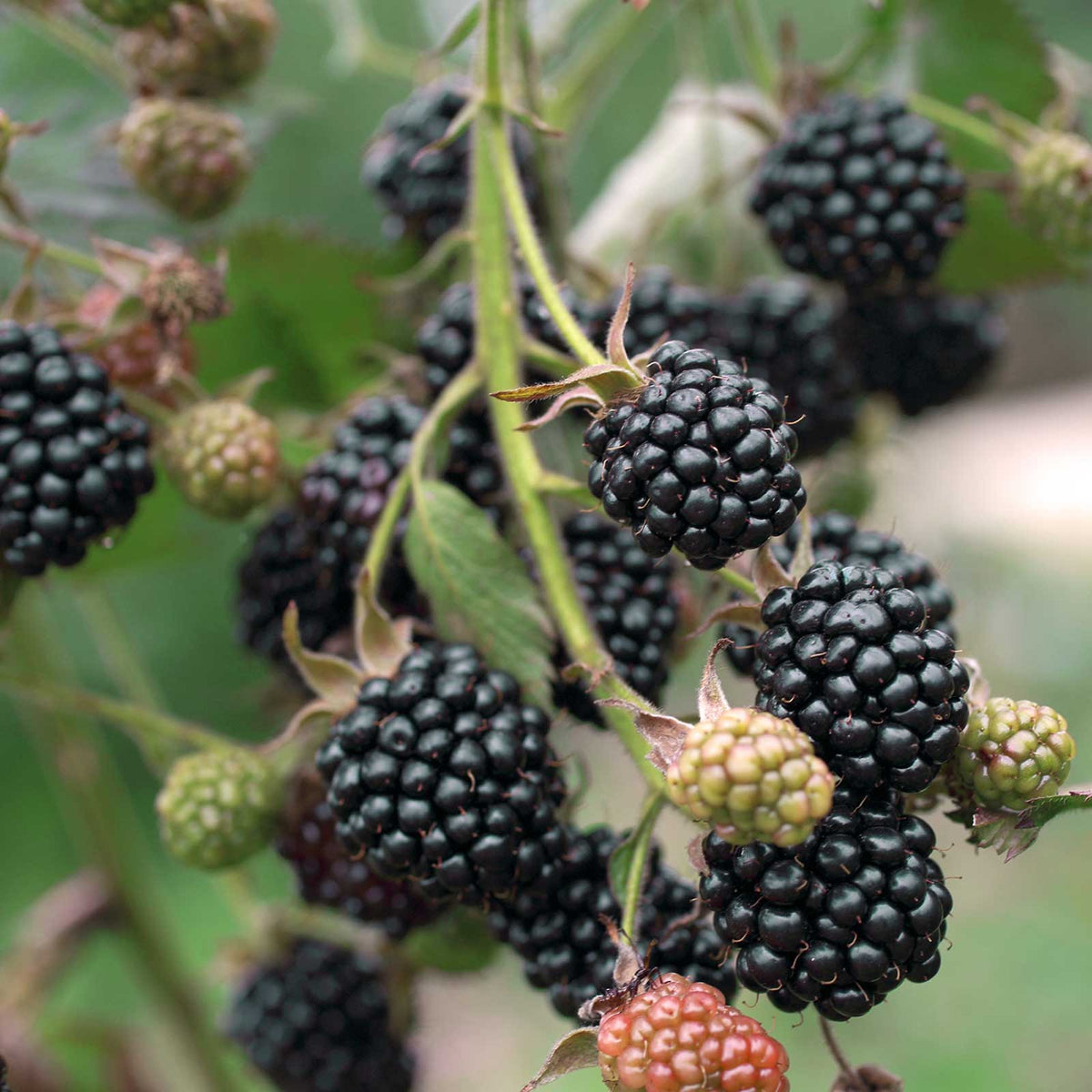 Blackberry navaho berries growing on a plant in different stages of ripeness
