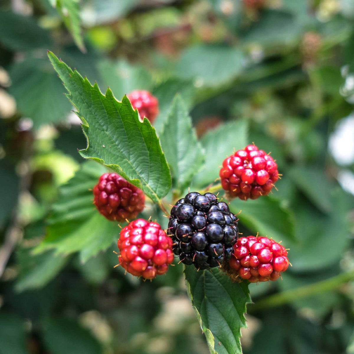 Blackberry navaho berries growing on a plant in different stages of ripeness