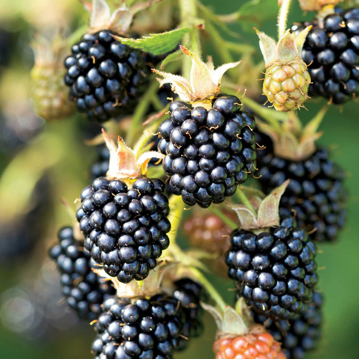 Blackberry triple crown berries growing on a plant in different stages of ripeness