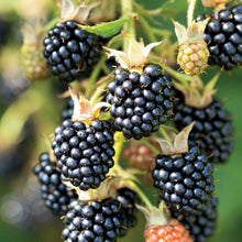 Blackberry triple crown berries growing on a plant in different stages of ripeness