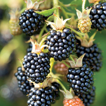 Blackberry triple crown berries growing on a plant in different stages of ripeness
