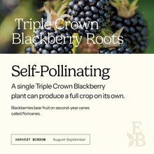 Graphic for blackberry roots explaining self pollination